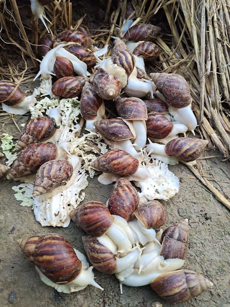 白玉蜗牛美容食用