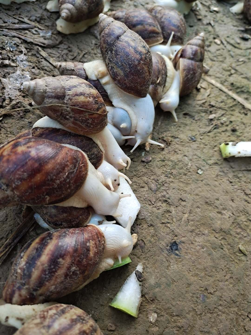 白玉蜗牛美容食用
