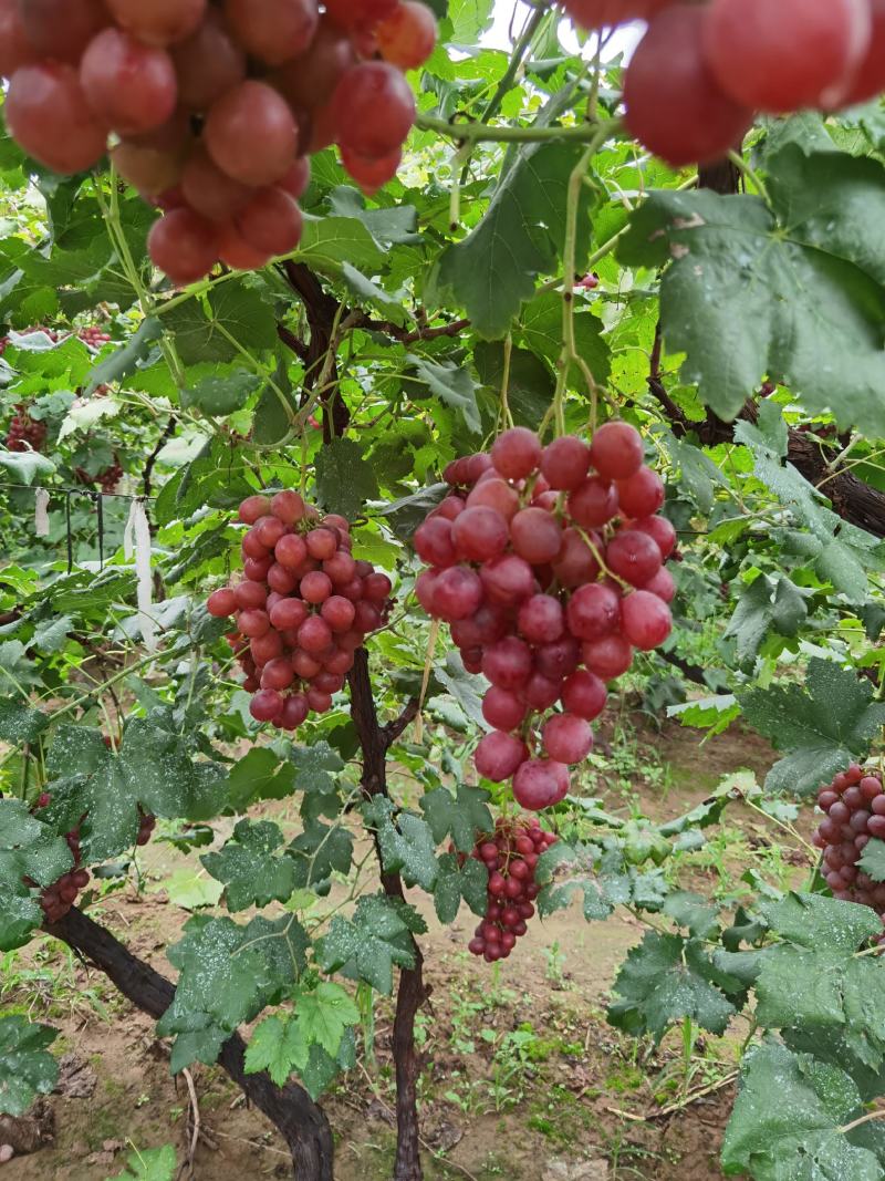 晋州红提大量上市口感脆甜果面干净颗粒均匀产地直销保质保量