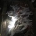 泰蛙商品蛙小四脚蝌蚪蛇蛙牛蛙，各种各样规格都有
