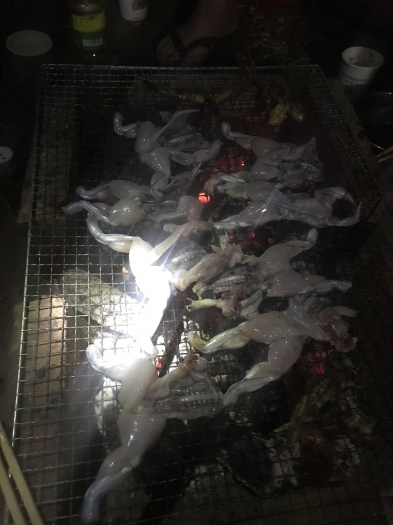 泰蛙商品蛙小四脚蝌蚪蛇蛙牛蛙，各种各样规格都有