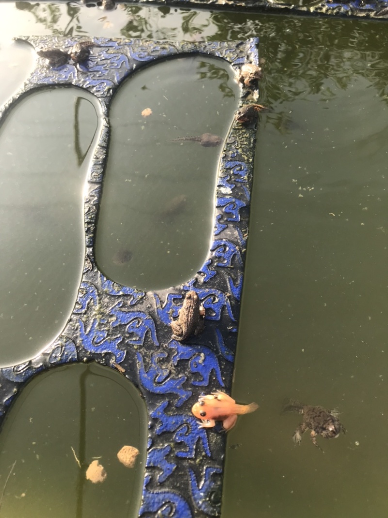 泰蛙商品蛙小四脚蝌蚪蛇蛙牛蛙，各种各样规格都有
