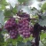 巨峰葡大量上市了