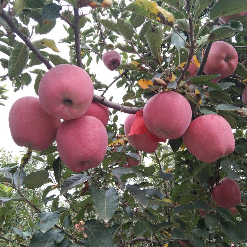 红星苹果，又脆又甜又香的颜色好看的大红星苹果