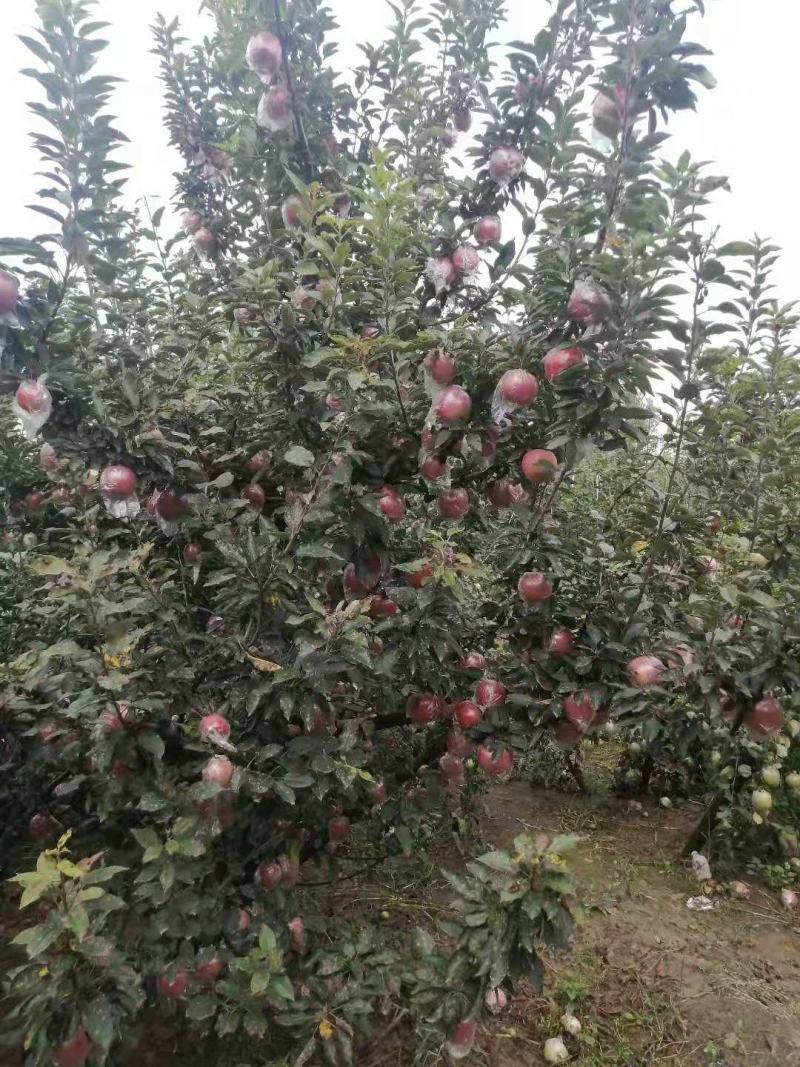 红香蕉苹果大量上市