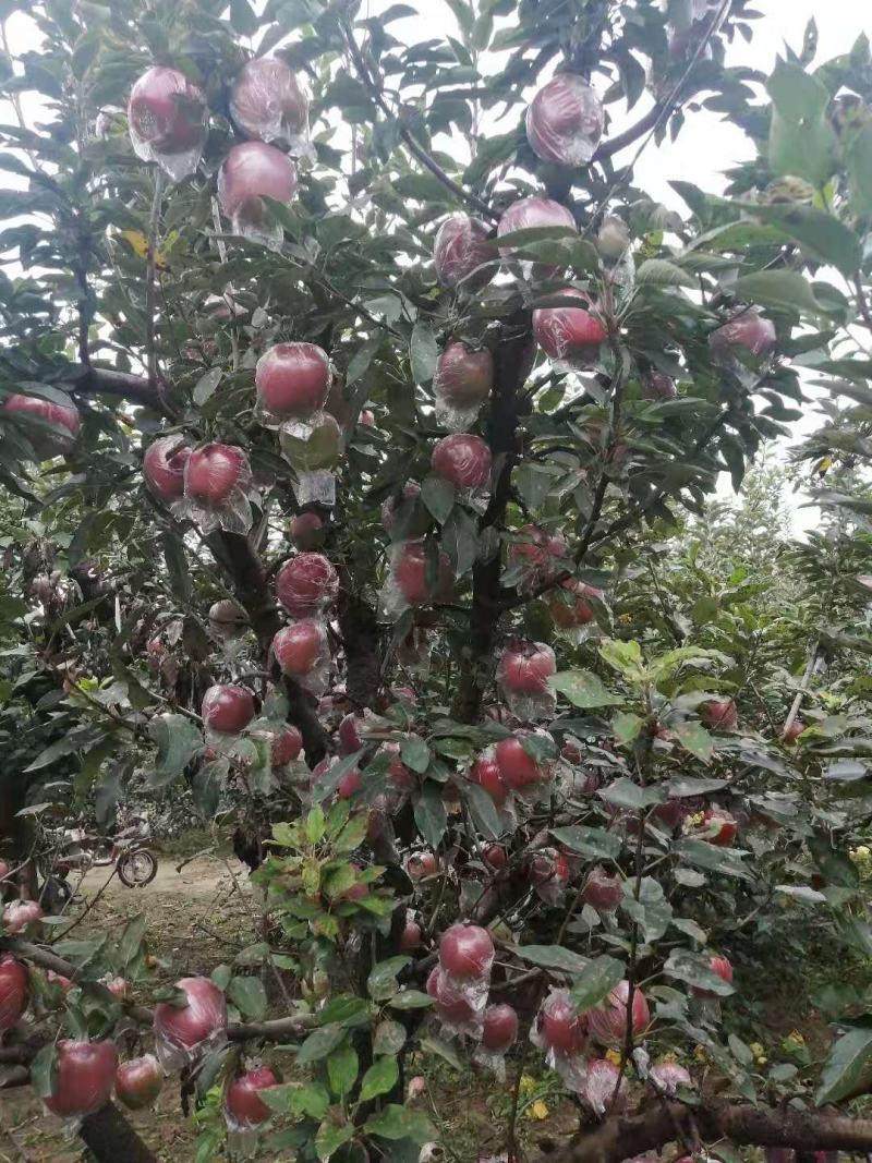 红香蕉苹果大量上市