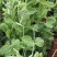 种植基地大面积种植新鲜豌豆苗大量上市