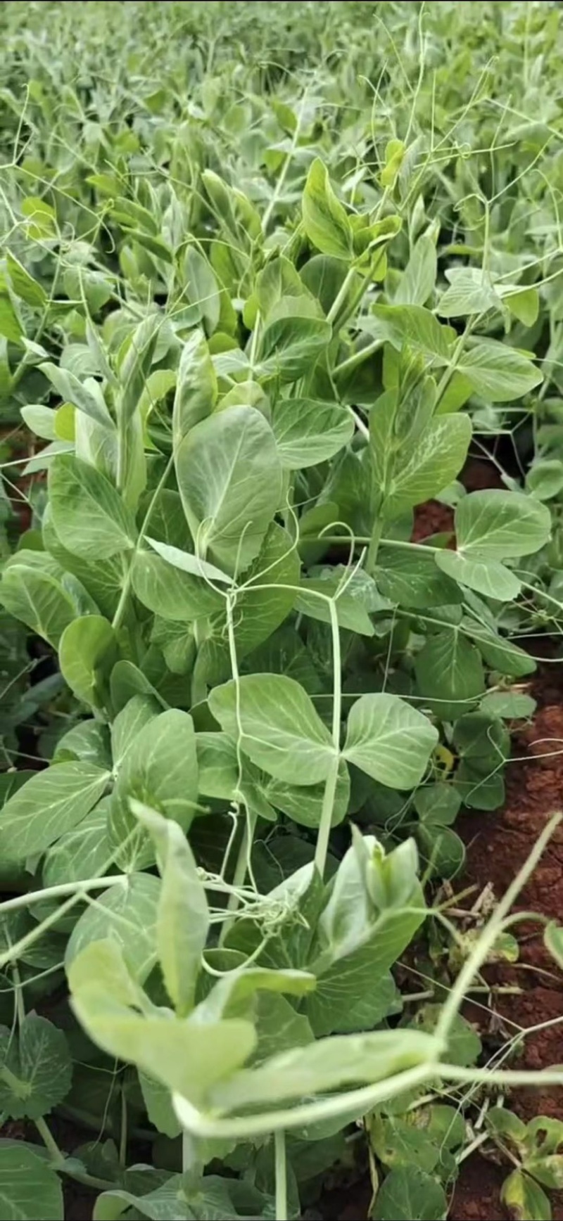 种植基地大面积种植新鲜豌豆苗大量上市