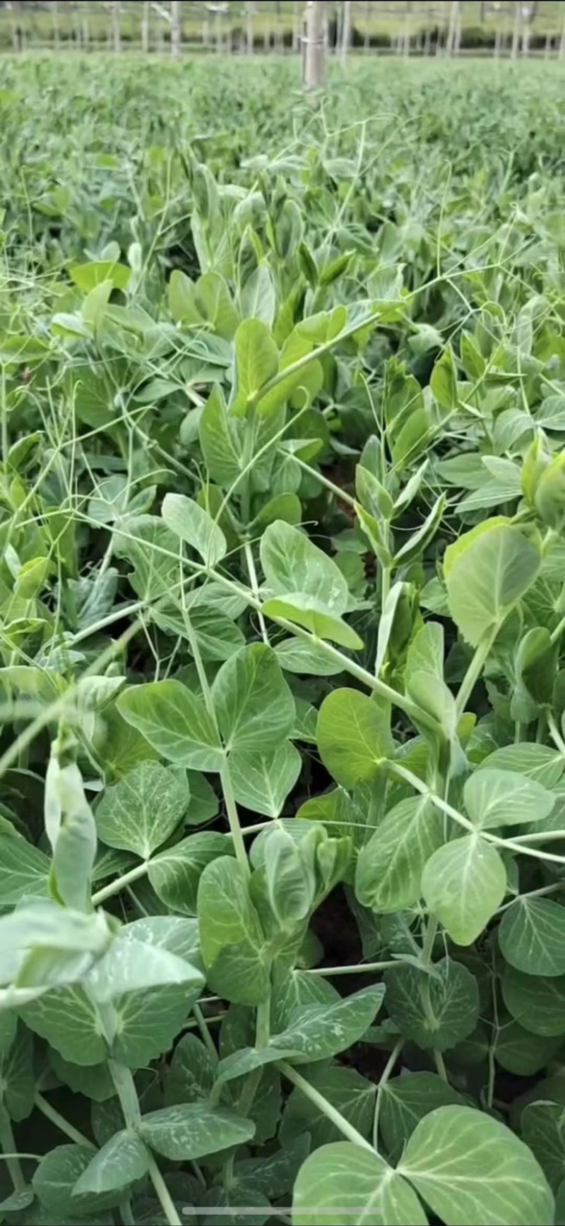种植基地大面积种植新鲜豌豆苗大量上市