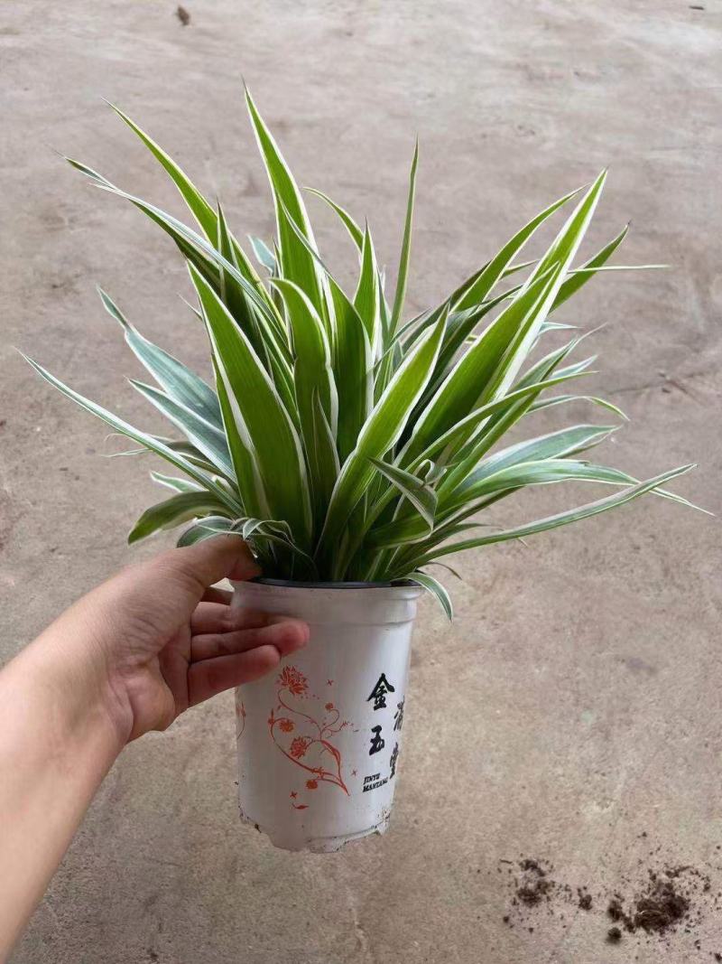 110高角杯金边吊兰盆栽盆景