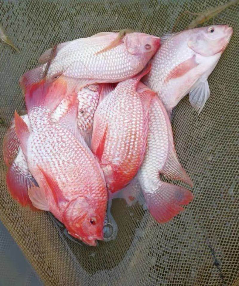 红罗非鱼苗彩虹鲷鱼苗花鲷鱼苗亲亲鱼规格齐全成活高
