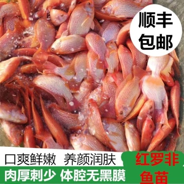 红罗非鱼苗彩虹鲷鱼苗花鲷鱼苗亲亲鱼规格齐全成活高