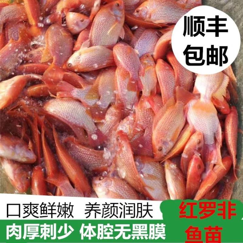 红罗非鱼苗彩虹鲷鱼苗花鲷鱼苗亲亲鱼规格齐全成活高