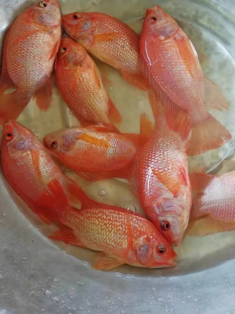 红罗非鱼苗彩虹鲷鱼苗花鲷鱼苗亲亲鱼规格齐全成活高