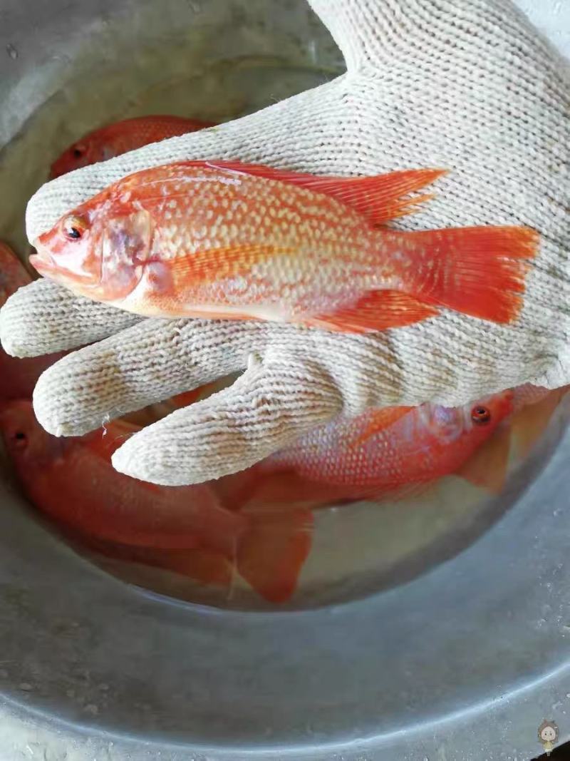 红罗非鱼苗彩虹鲷鱼苗花鲷鱼苗亲亲鱼规格齐全成活高