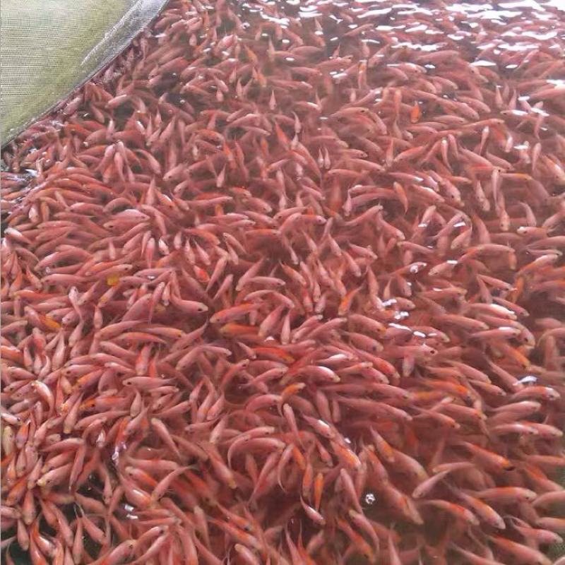 红罗非鱼苗彩虹鲷鱼苗花鲷鱼苗亲亲鱼规格齐全成活高