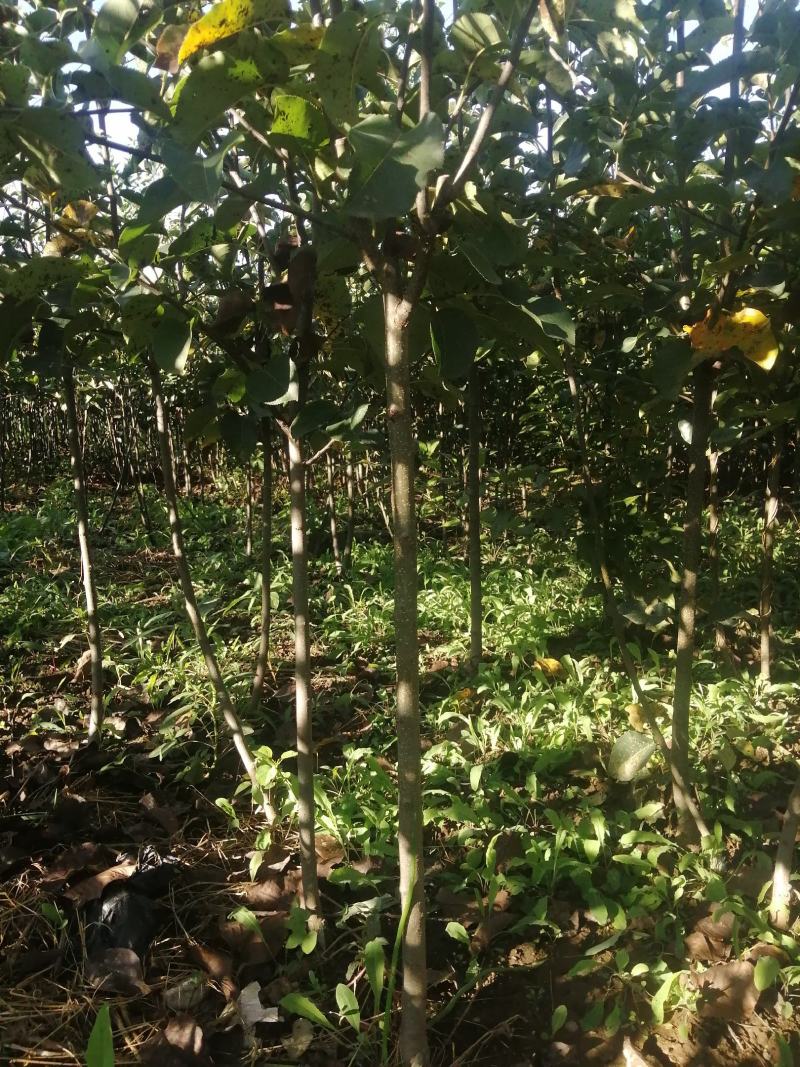 2021秋季苗木预订量大优惠鸡心果树苗
