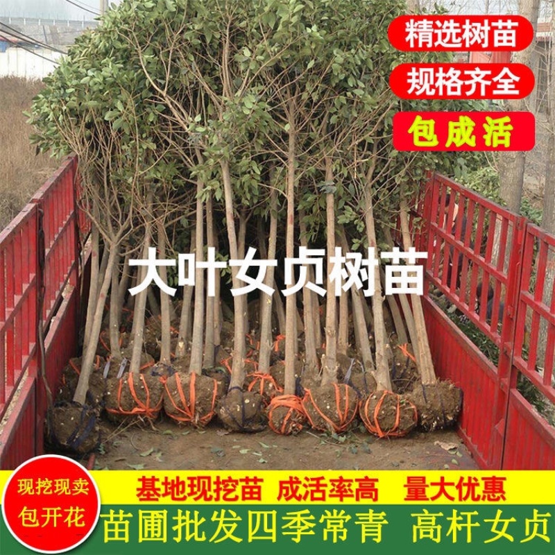 水腊苗（女贞苗）耐寒苗木开原市陈革苗圃自产自销量大优惠！