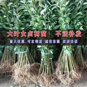 水腊苗（女贞苗）耐寒苗木开原市陈革苗圃自产自销量大优惠！