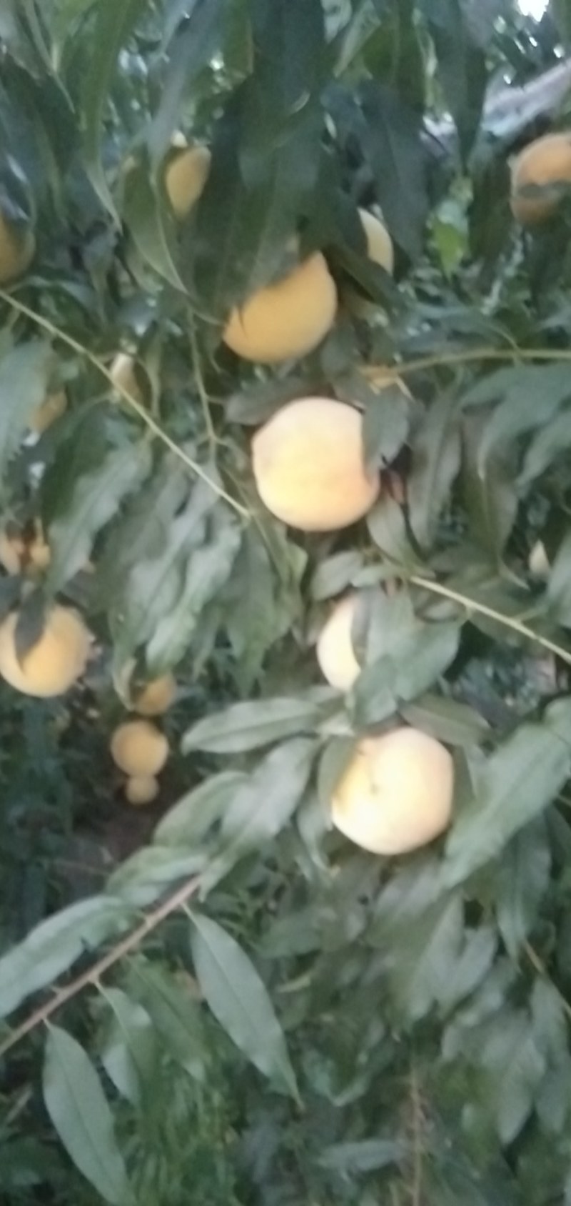 巨黄金