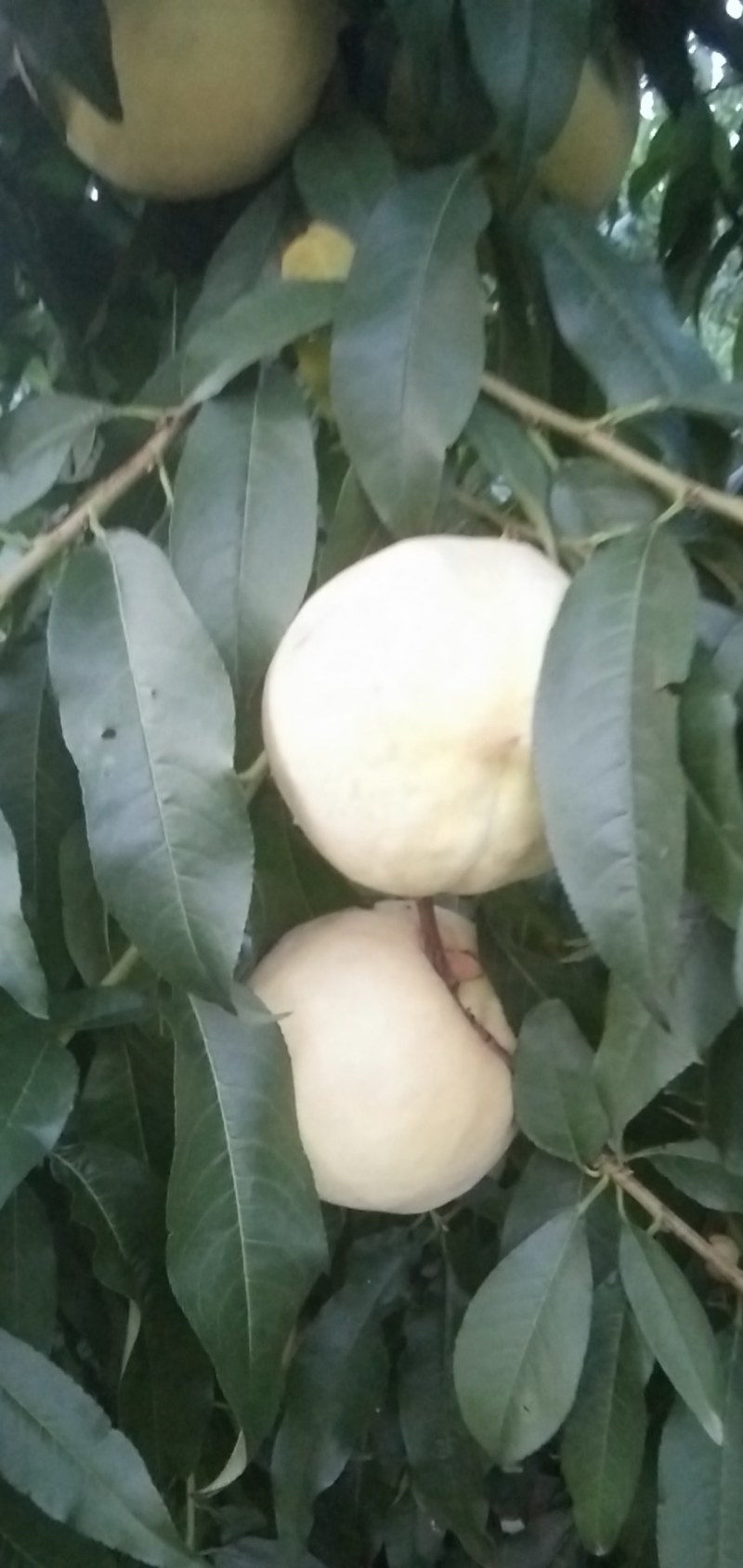 巨黄金