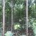 楸树3到5公分，10到18公分出售，临沂货