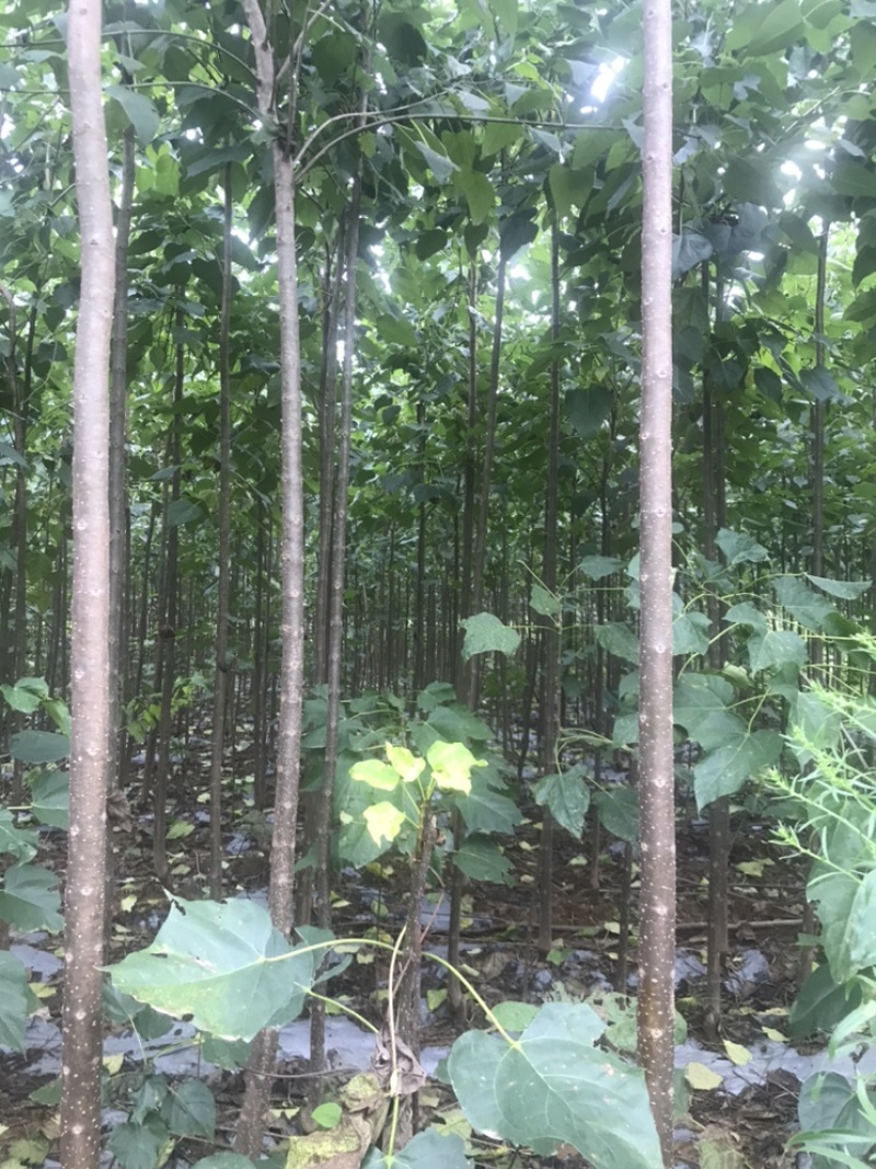 楸树3到5公分，10到18公分出售，临沂货