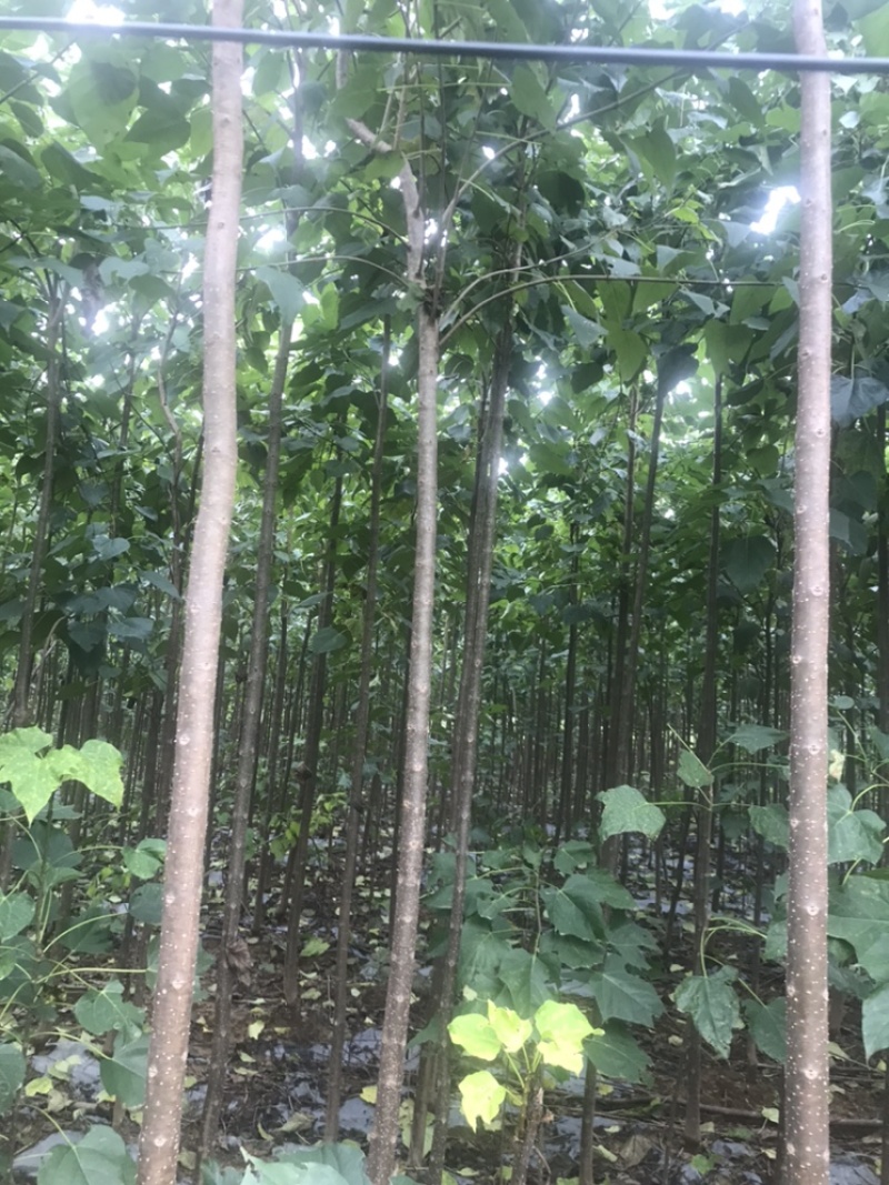 楸树3到5公分，10到18公分出售，临沂货