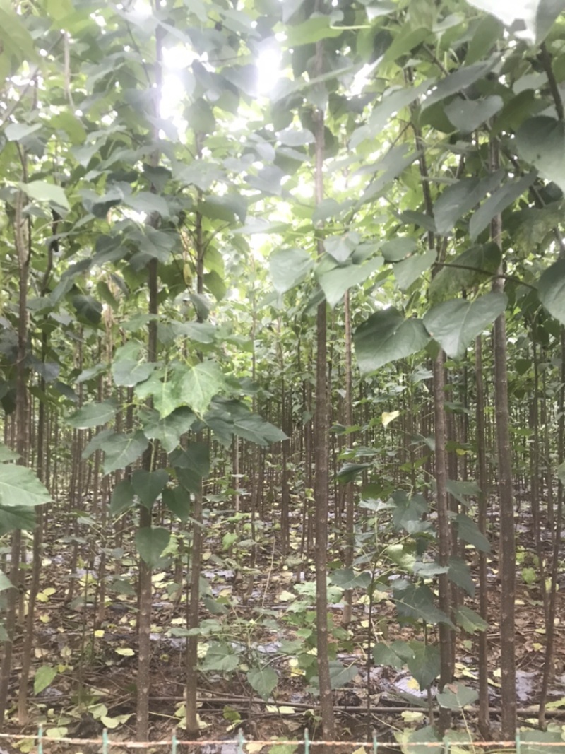 楸树3到5公分，10到18公分出售，临沂货