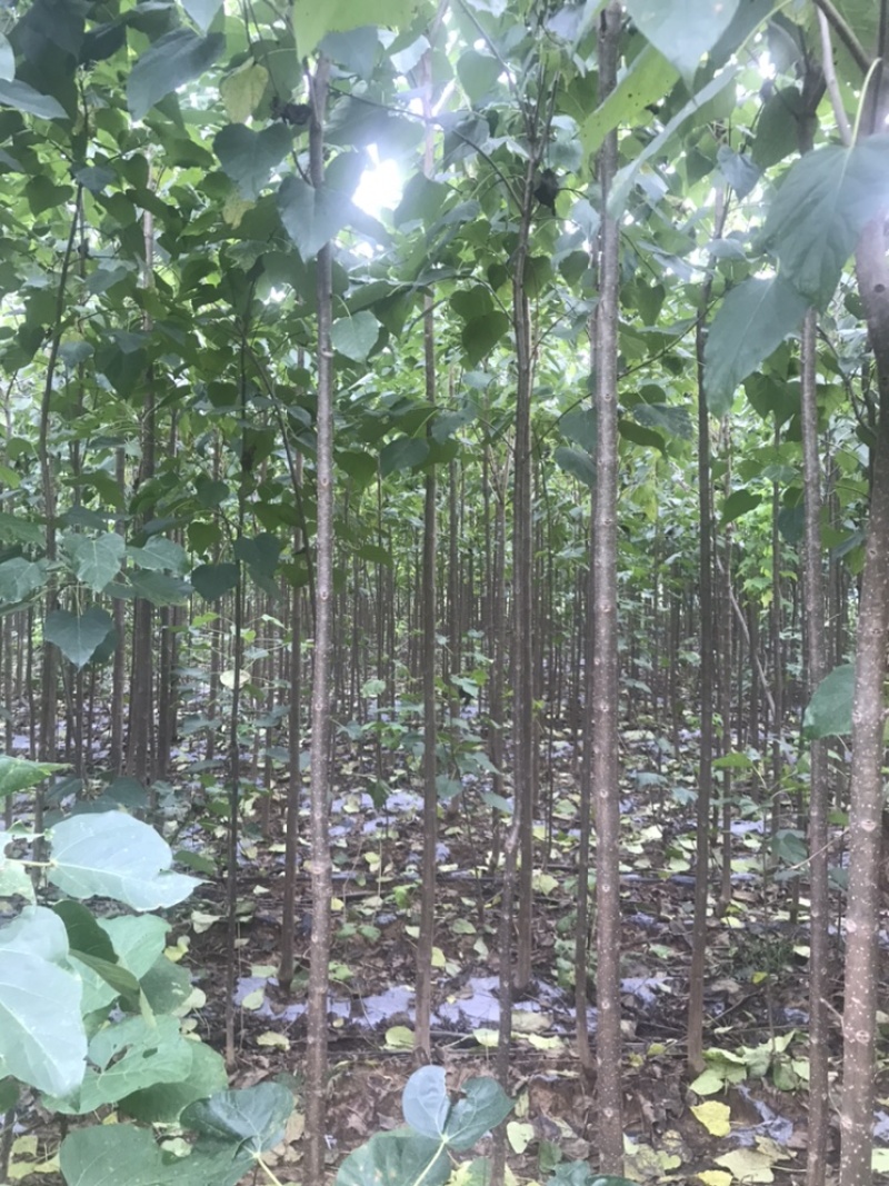 楸树3到5公分，10到18公分出售，临沂货