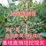 耐寒苗木东北连翘，辽宁省开原市陈革苗圃，现挖现发