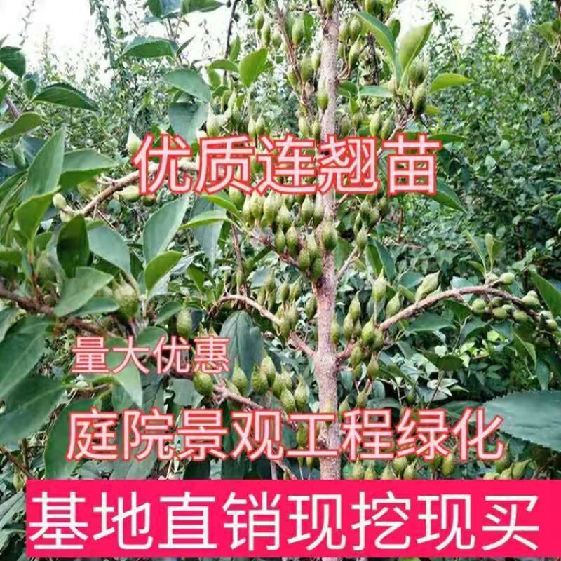 耐寒苗木东北连翘，辽宁省开原市陈革苗圃，现挖现发