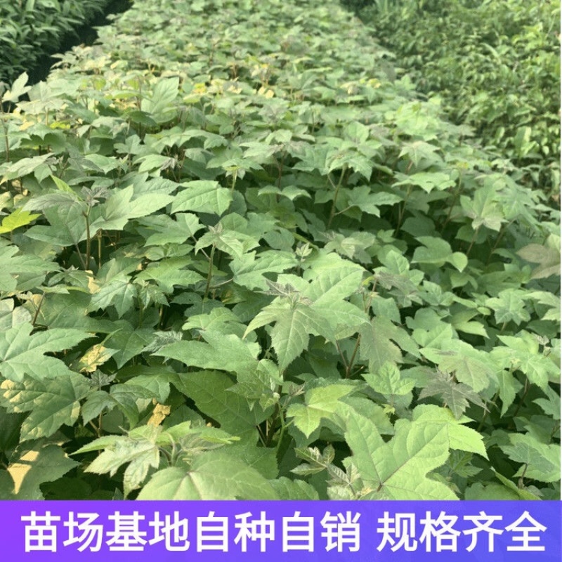 三角枫（茶条槭）小苗，耐寒苗木陈革苗圃欢迎预订！