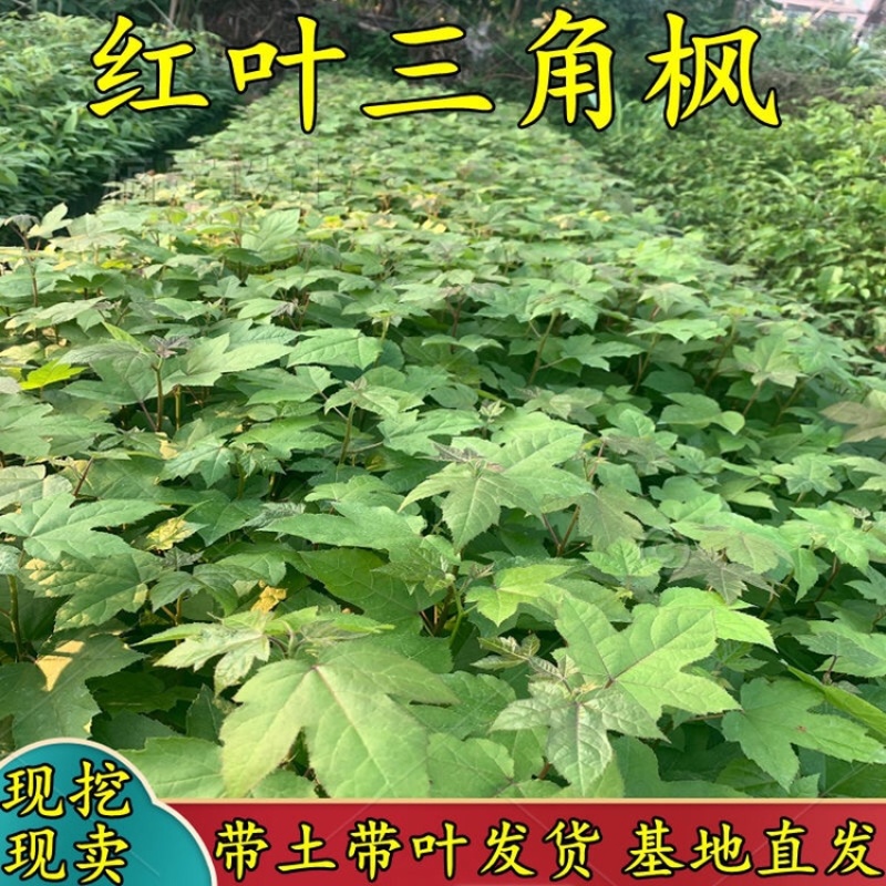 三角枫（茶条槭）小苗，耐寒苗木陈革苗圃欢迎预订！
