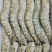 草虾北京供货地一手货源批发品质保证价格美丽欢迎合作！