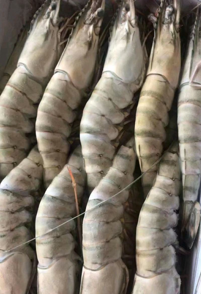 草虾北京供货地一手货源批发品质保证价格美丽欢迎合作！