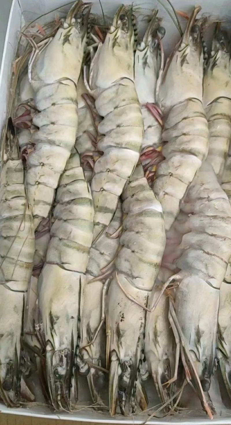 草虾北京供货地一手货源批发品质保证价格美丽欢迎合作！
