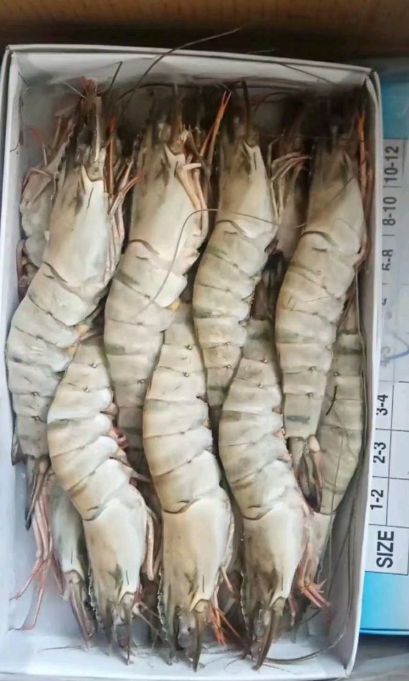 草虾北京供货地一手货源批发品质保证价格美丽欢迎合作！