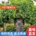地锦村长期供应爬山虎.三叶爬山虎.五叶爬山虎