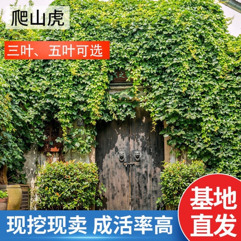 地锦村长期供应爬山虎.三叶爬山虎.五叶爬山虎