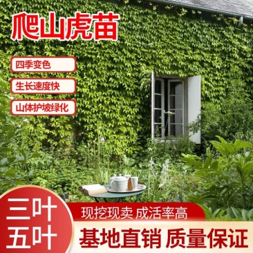 地锦村长期供应爬山虎.三叶爬山虎.五叶爬山虎