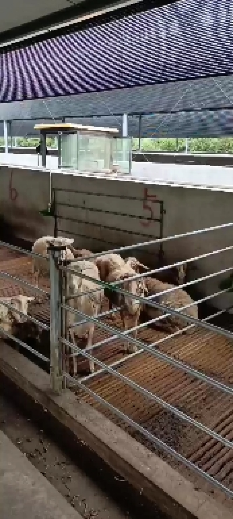 羊粪有机肥粪价格美丽羊粪发货要的可以联系我