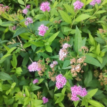 日本绣线菊.金山.金焰绣线菊小苗，工程用苗量大优惠