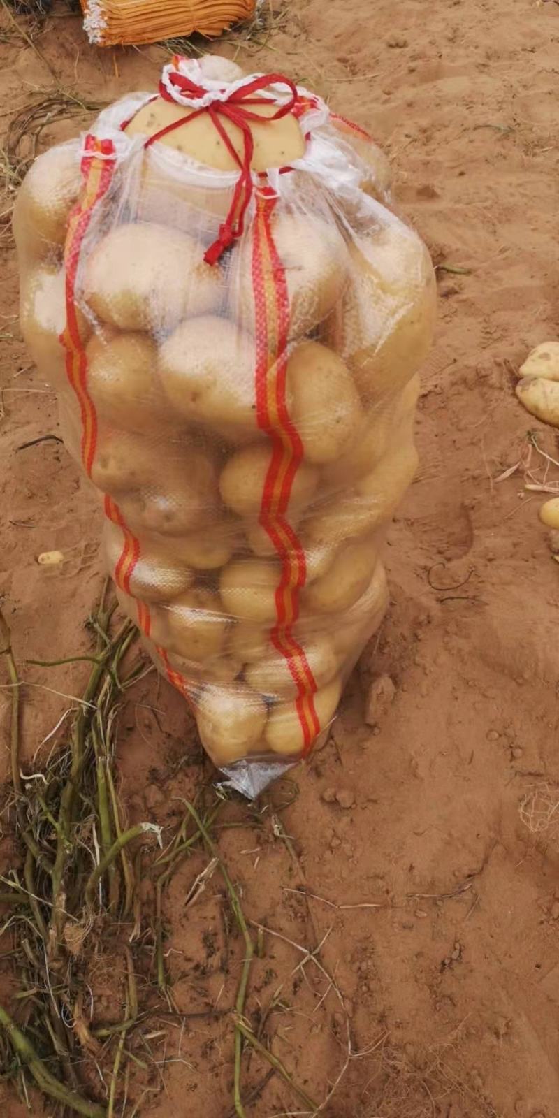 陕北土豆V7，希森...226上市基地直发量大从优
