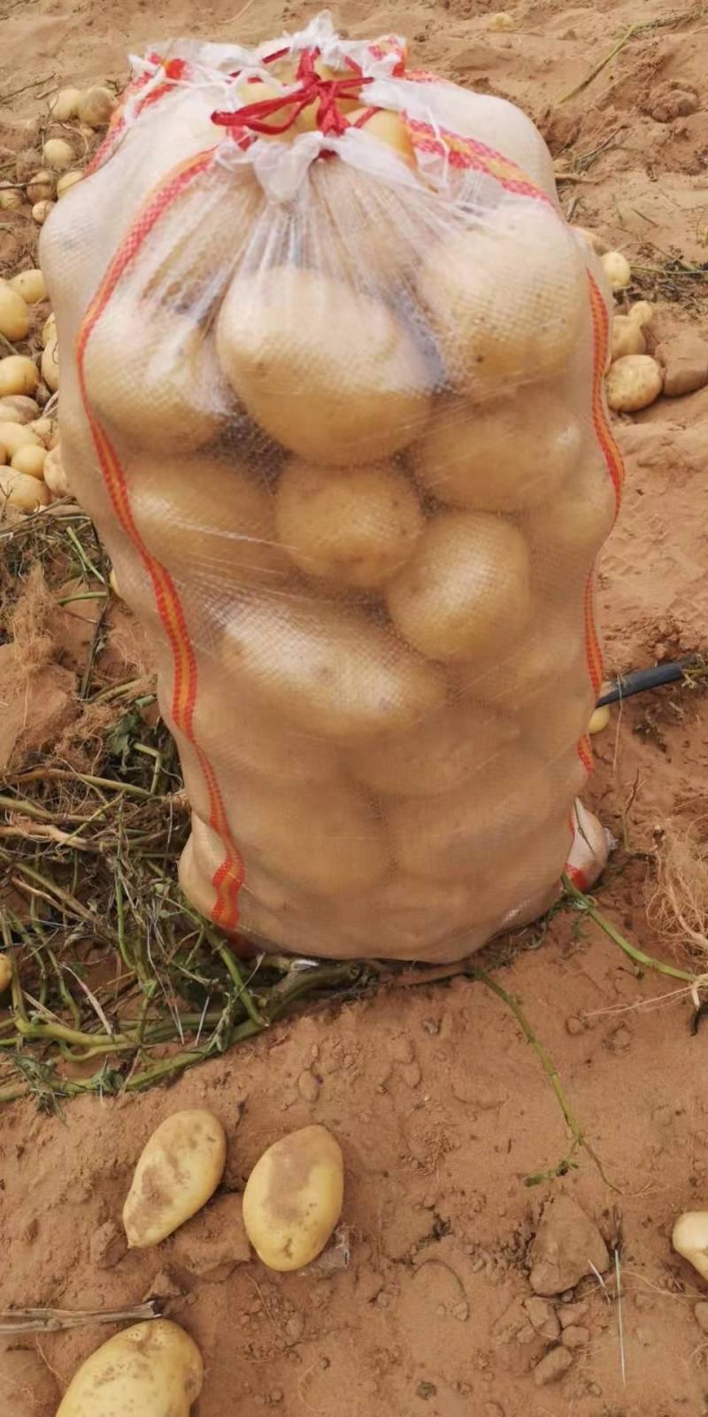 陕北土豆V7，希森...226上市基地直发量大从优