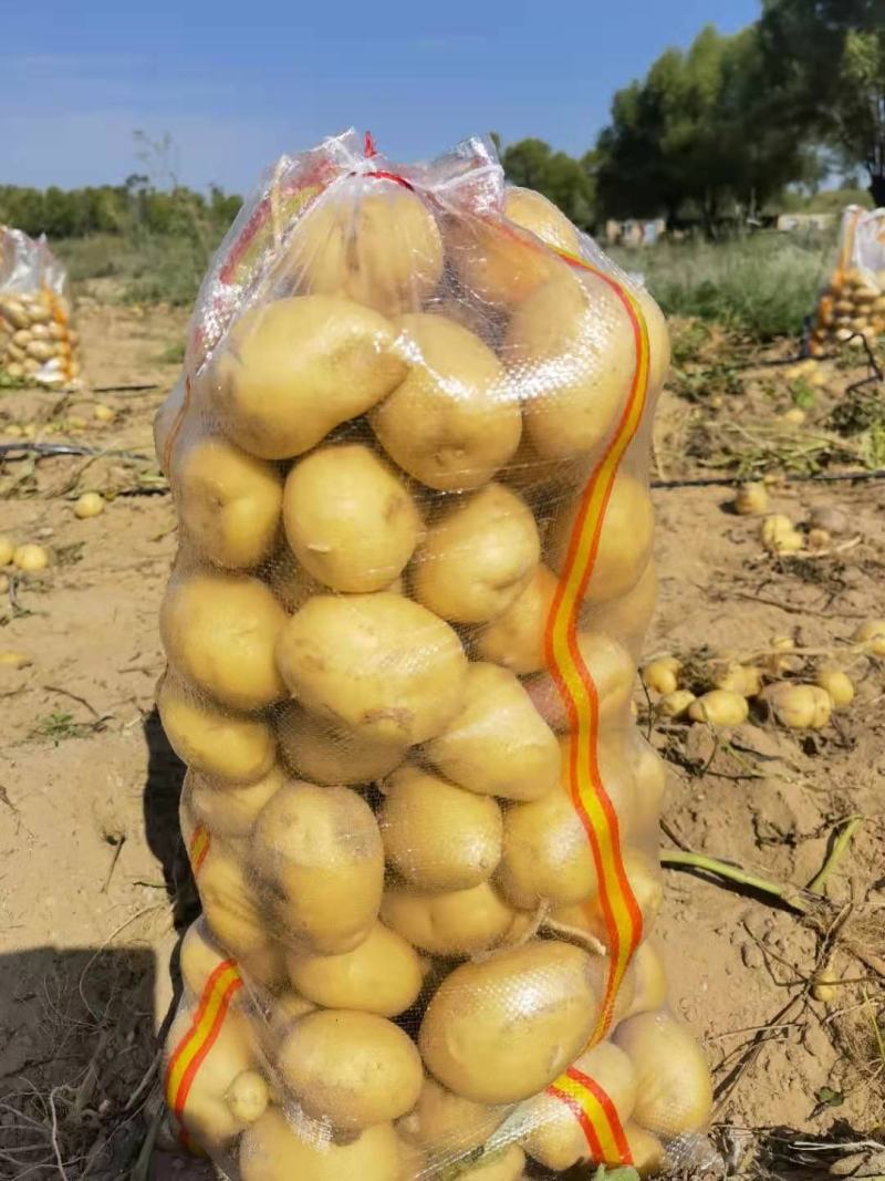 陕北土豆V7，希森...226上市基地直发量大从优