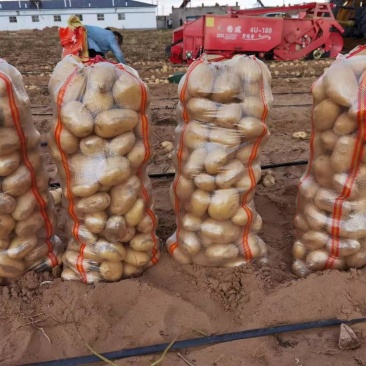 陕北土豆V7，希森...226上市基地直发量大从优