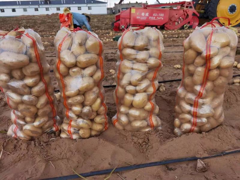 陕北土豆V7，希森...226上市基地直发量大从优