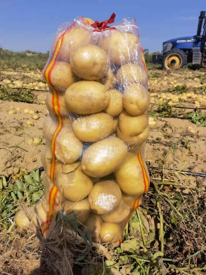 陕北土豆V7，希森...226上市基地直发量大从优