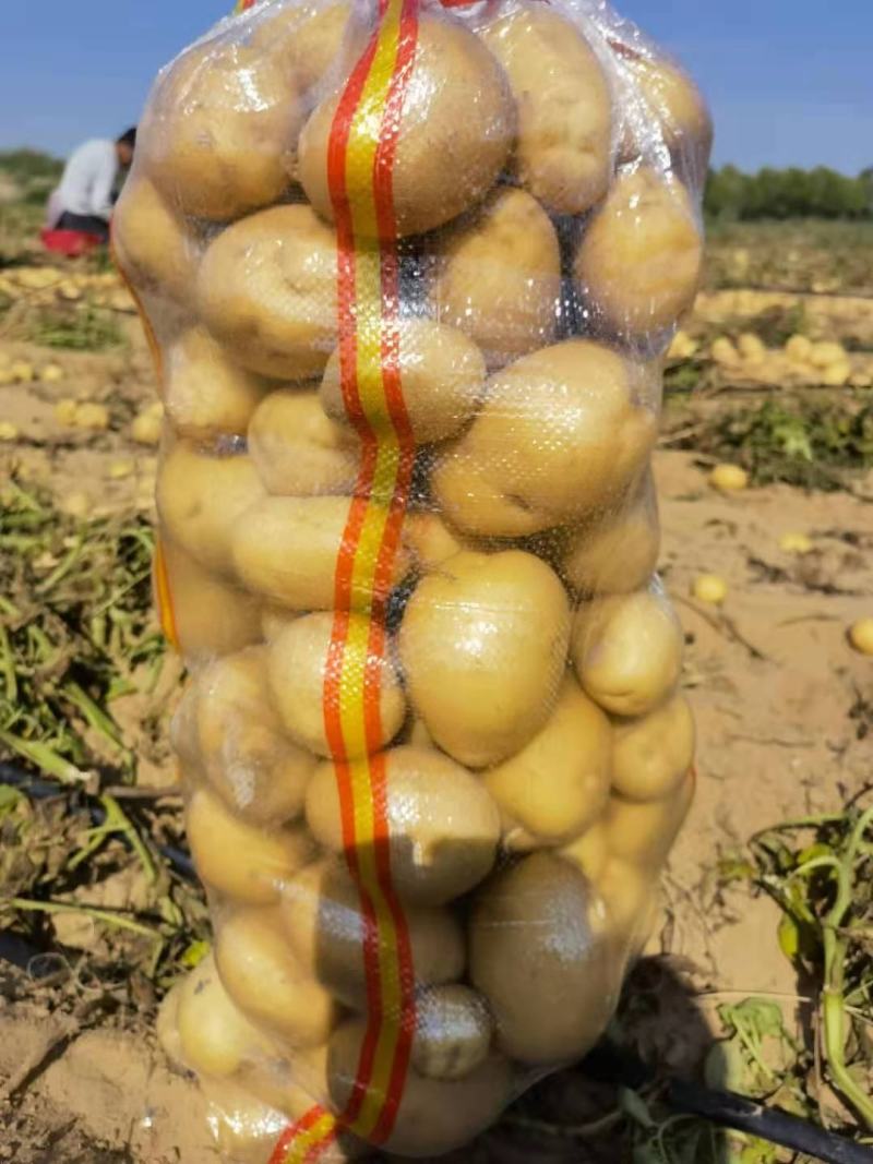 陕北土豆V7，希森...226上市基地直发量大从优